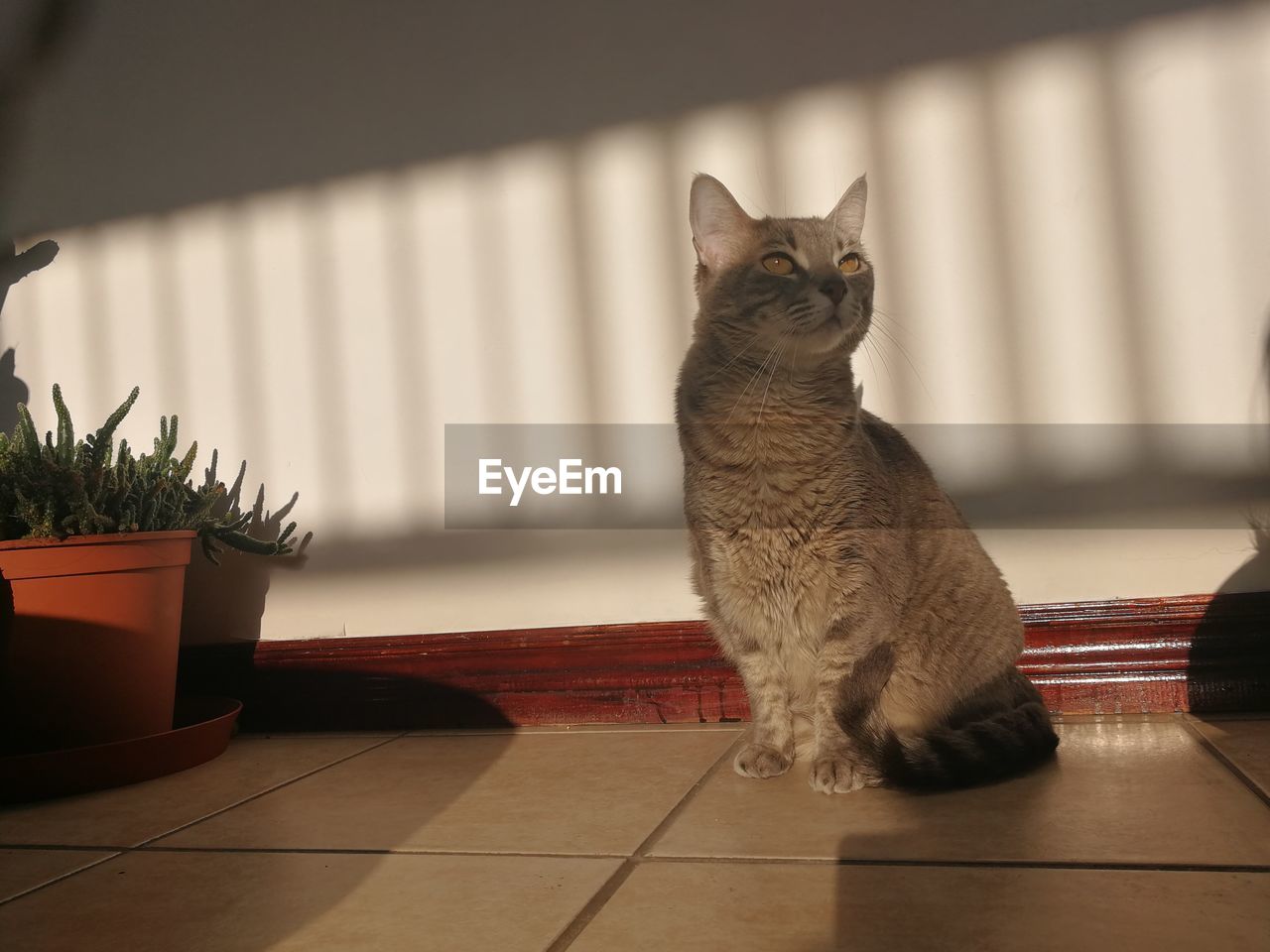 CAT SITTING ON TABLE BY POTTED PLANT