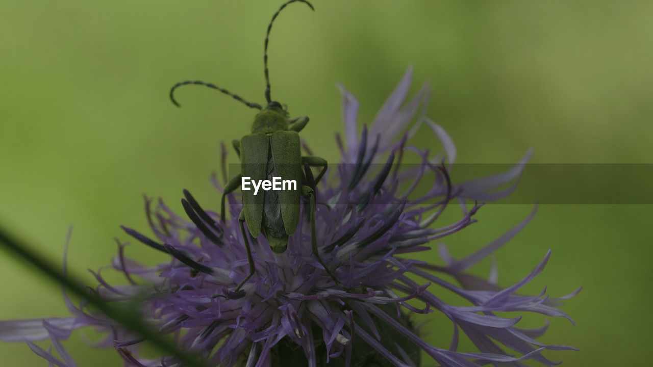 close-up of butterfly on plant