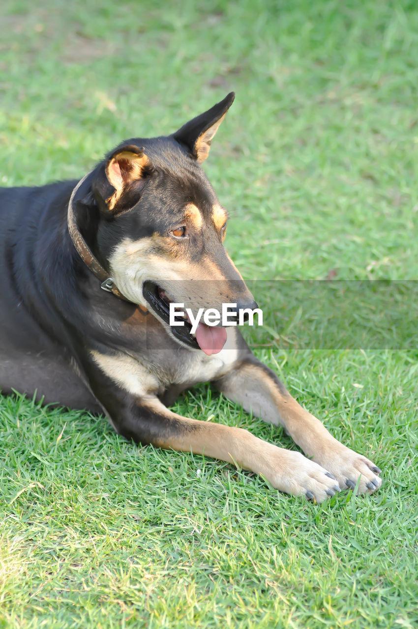 DOG RELAXING ON GRASS