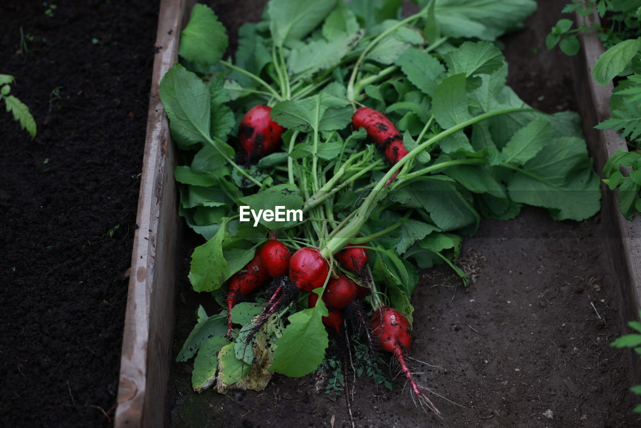 High angle view of radishes laying on the ground 