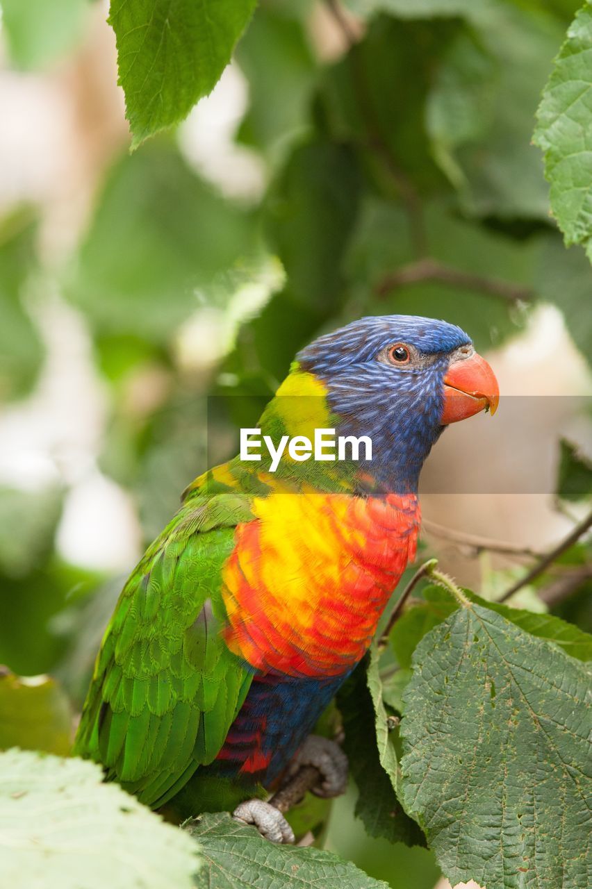 Colorful parrot perching on stem