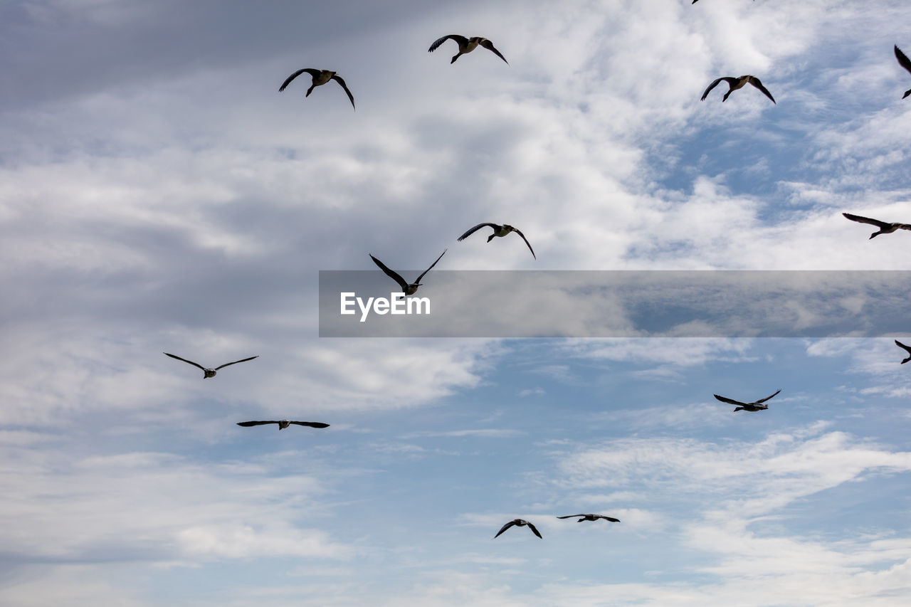 LOW ANGLE VIEW OF BIRDS FLYING