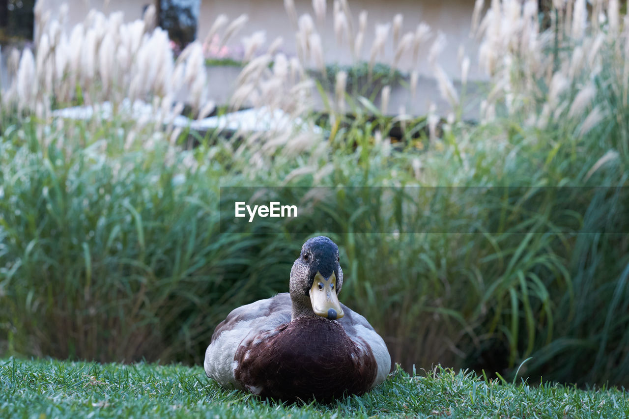 Duck in gulbenkian garden