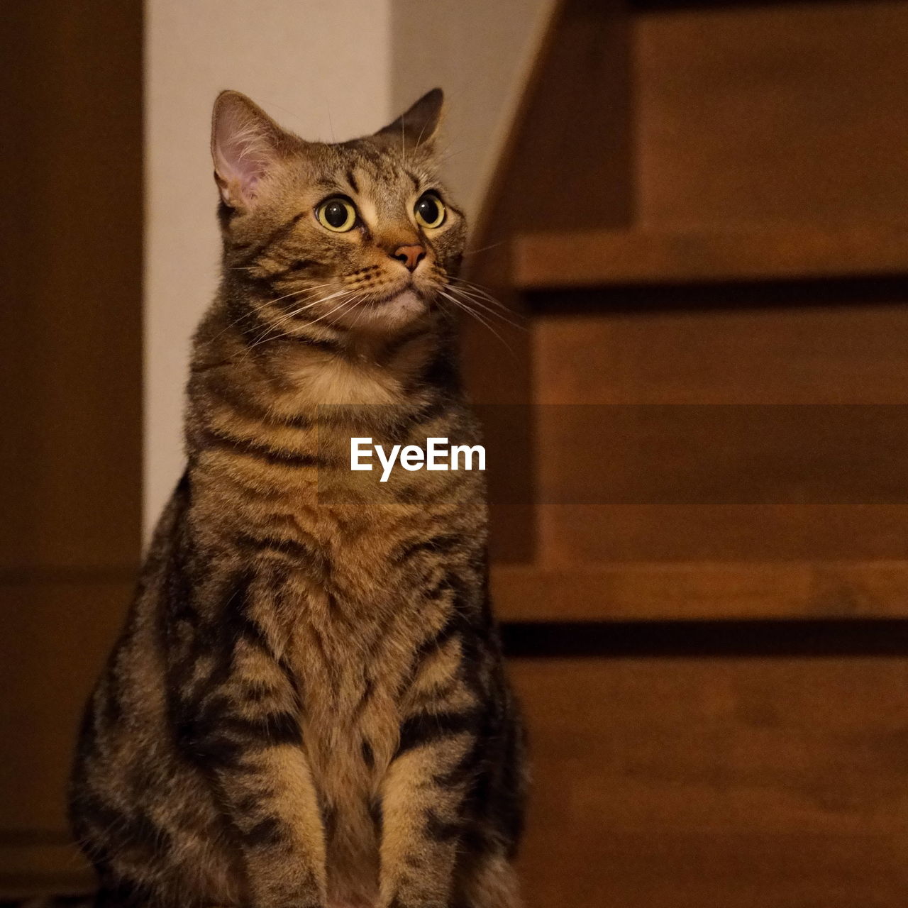 CLOSE-UP PORTRAIT OF TABBY CAT LOOKING AWAY AT HOME