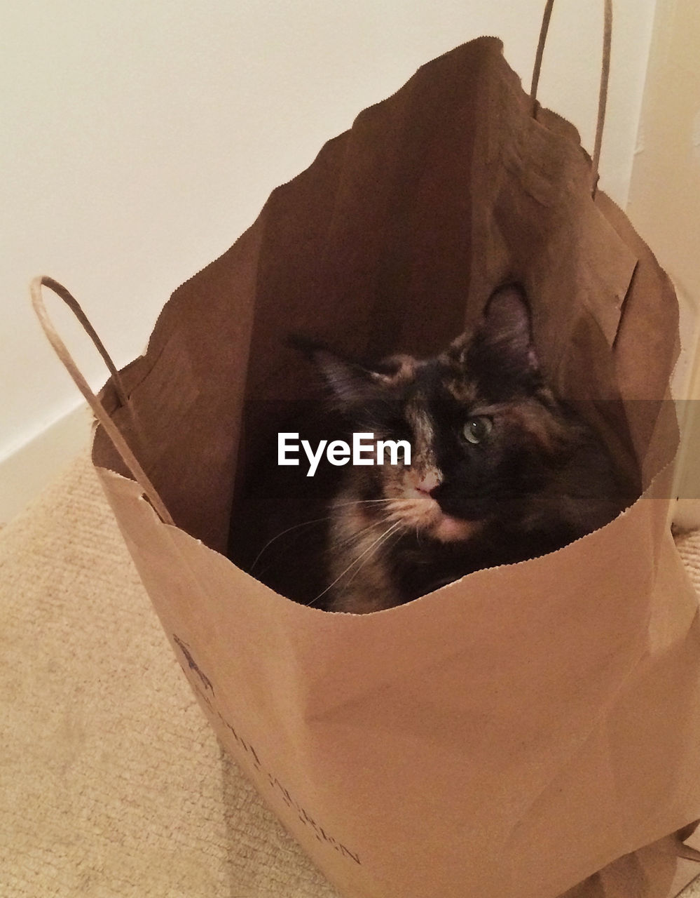 High angle view of maine coon cat in bag