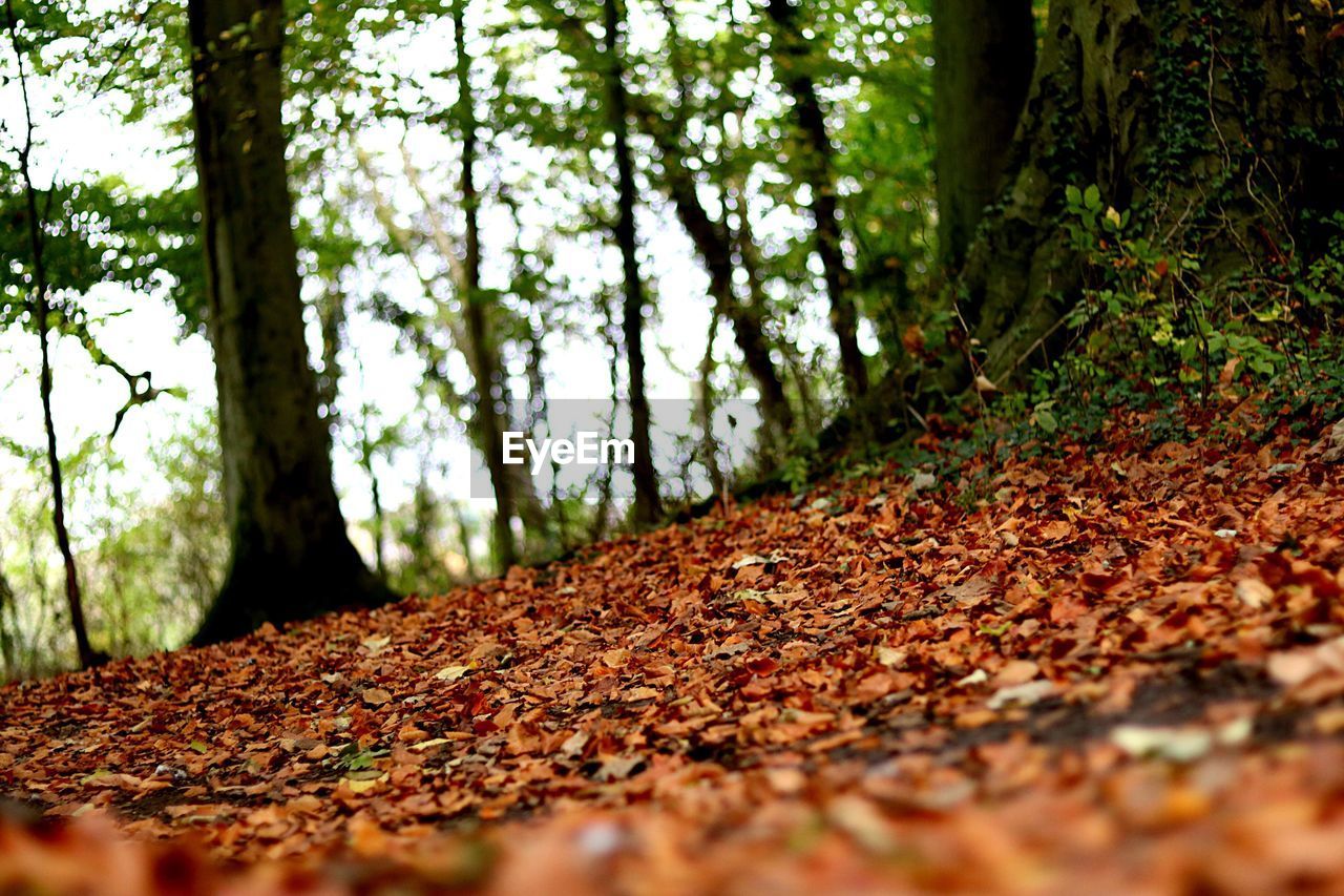 Trees in forest during autumn