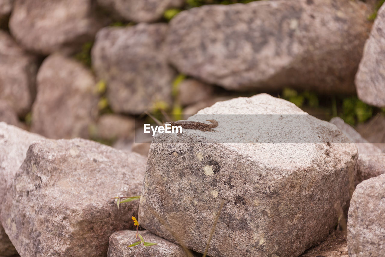 Lizard on rock