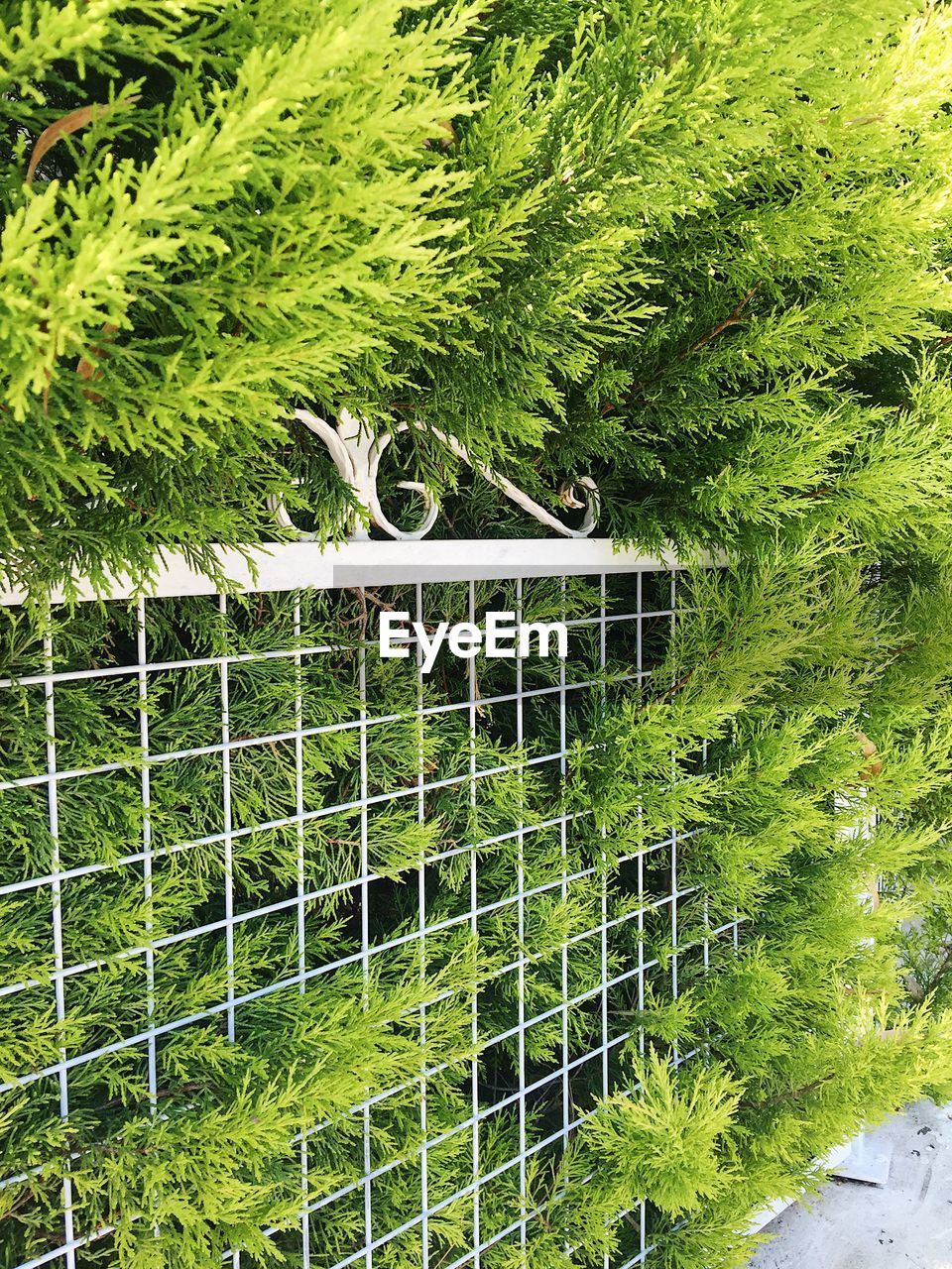 CLOSE-UP OF PLANTS AGAINST GREEN GRASS