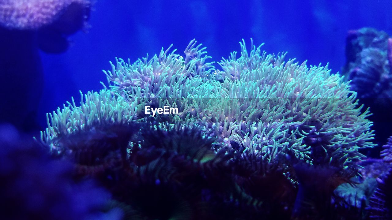 Close-up of coral underwater