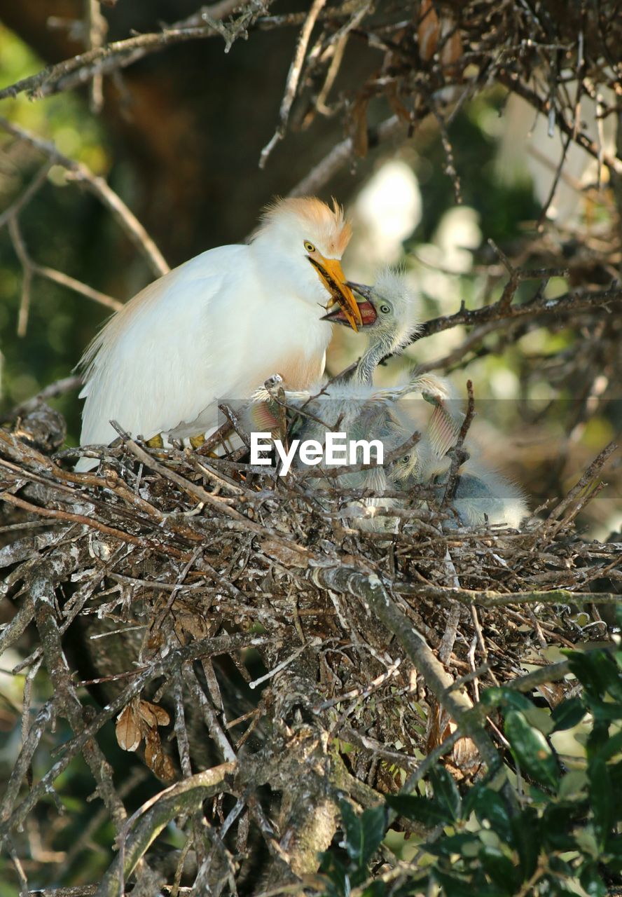 Close-up of cattle egret feeding newly hatched chick