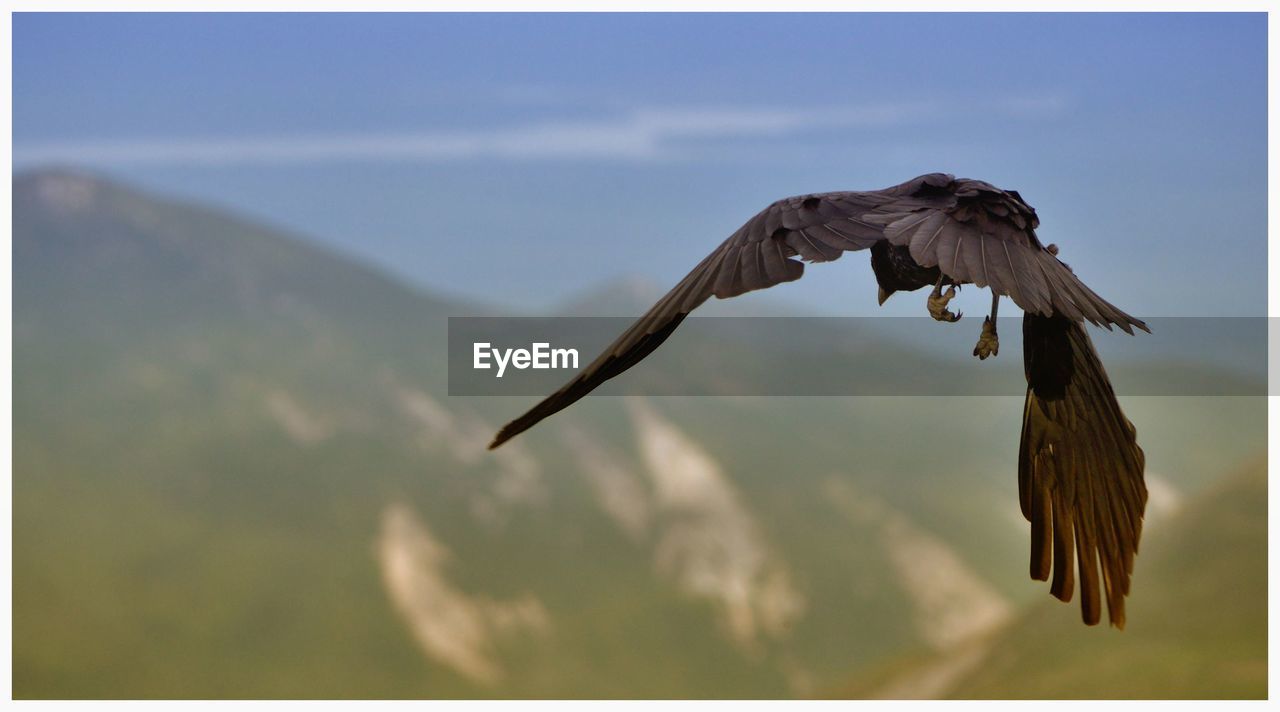 CLOSE-UP OF EAGLE FLYING AGAINST SKY