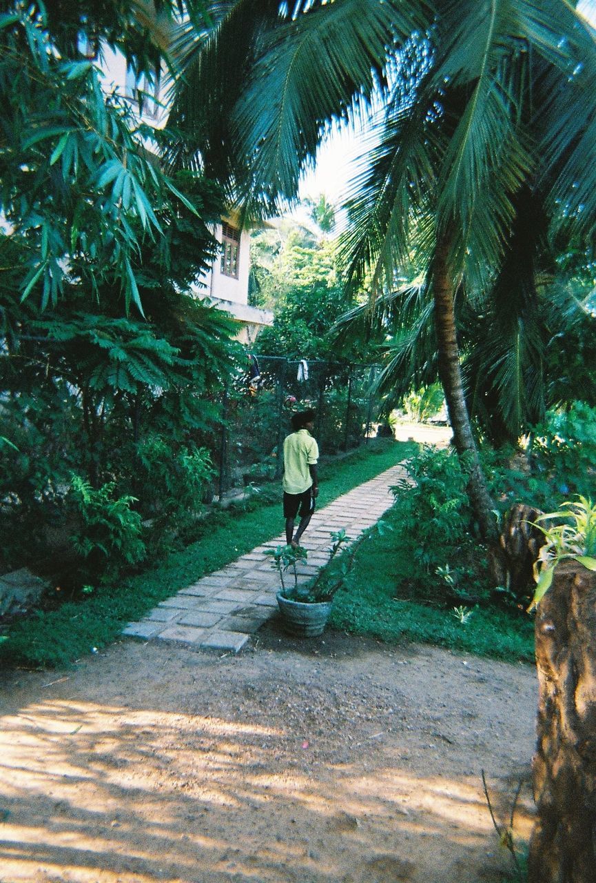 REAR VIEW OF A MAN WALKING ON PALM TREES