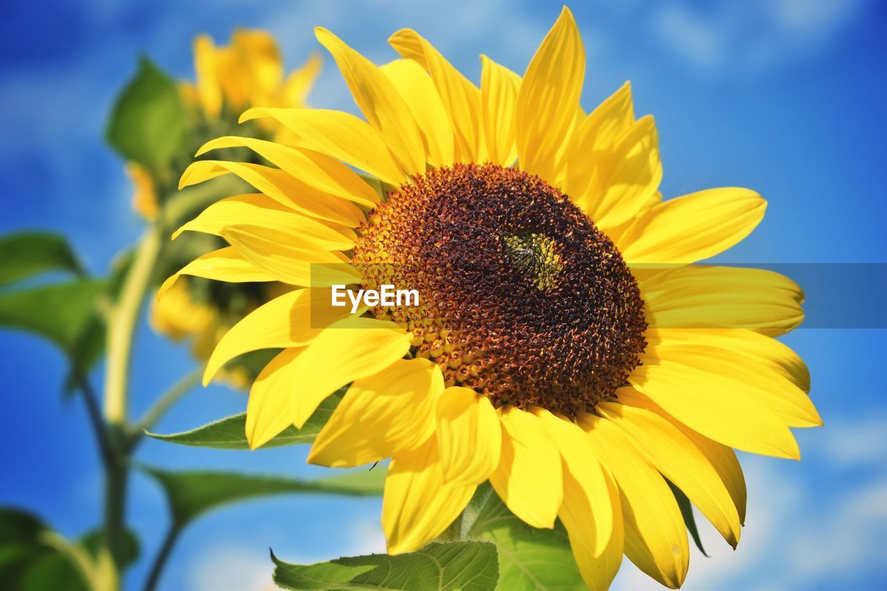 SUNFLOWER BLOOMING AGAINST SKY