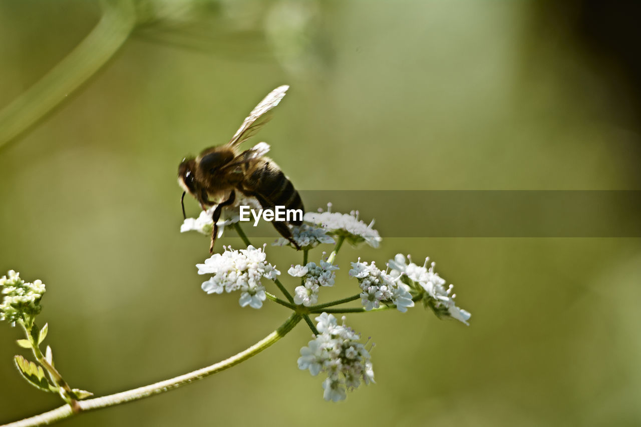 Bee on white flower eating pollen, macro photography, details, colorful