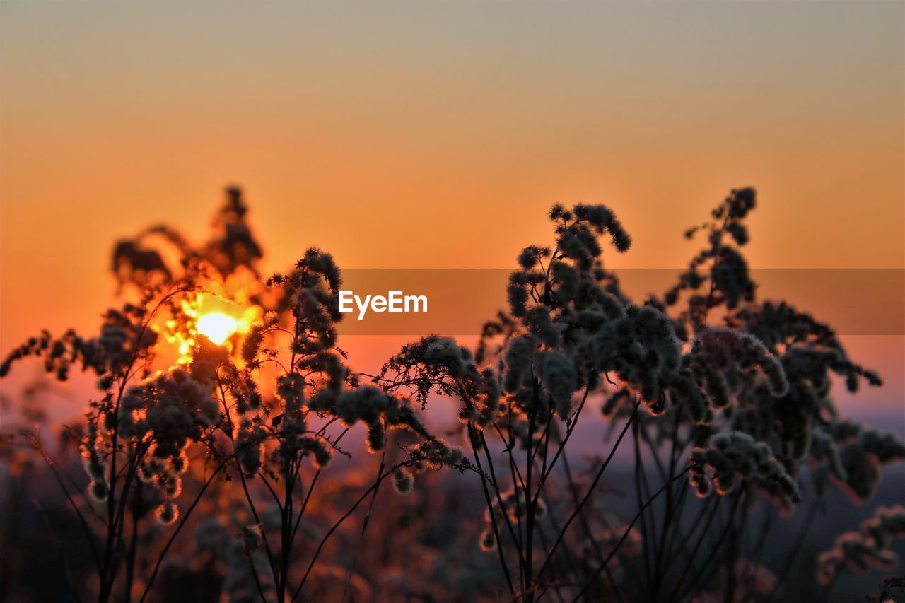 sunset, sky, plant, nature, beauty in nature, landscape, sun, environment, orange color, no people, scenics - nature, land, tranquility, twilight, sunlight, dawn, silhouette, evening, outdoors, growth, tree, dramatic sky, vibrant color, tranquil scene, non-urban scene, yellow, back lit, copy space, rural scene, field, horizon, flower, multi colored, idyllic, food, plant part, freshness, glowing, romantic sky, grass, summer, focus on foreground, leaf, agriculture, cloud, light - natural phenomenon, close-up