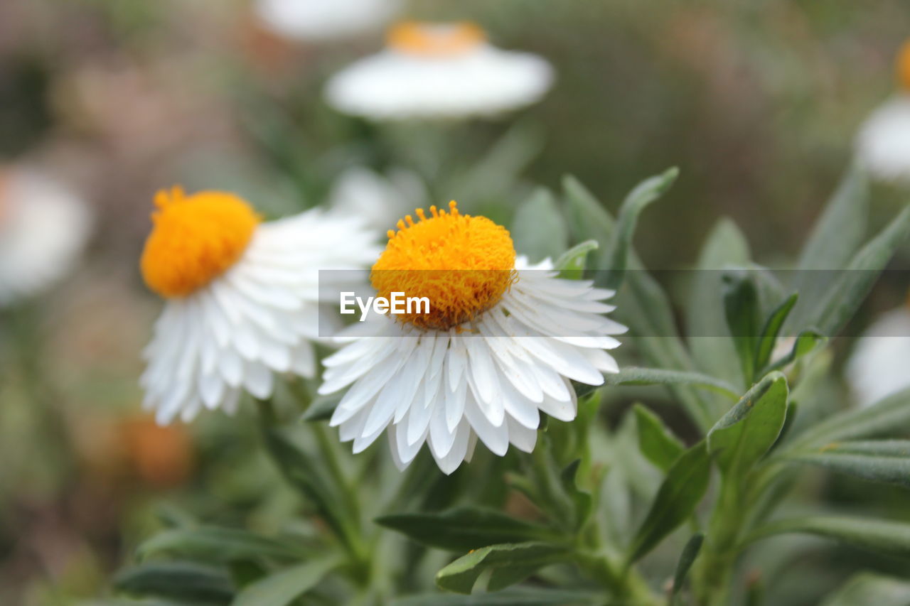 CLOSE-UP OF FLOWERS BLOOMING