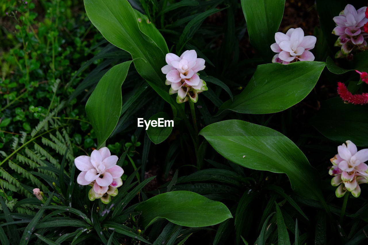 Close-up of flowers blooming outdoors