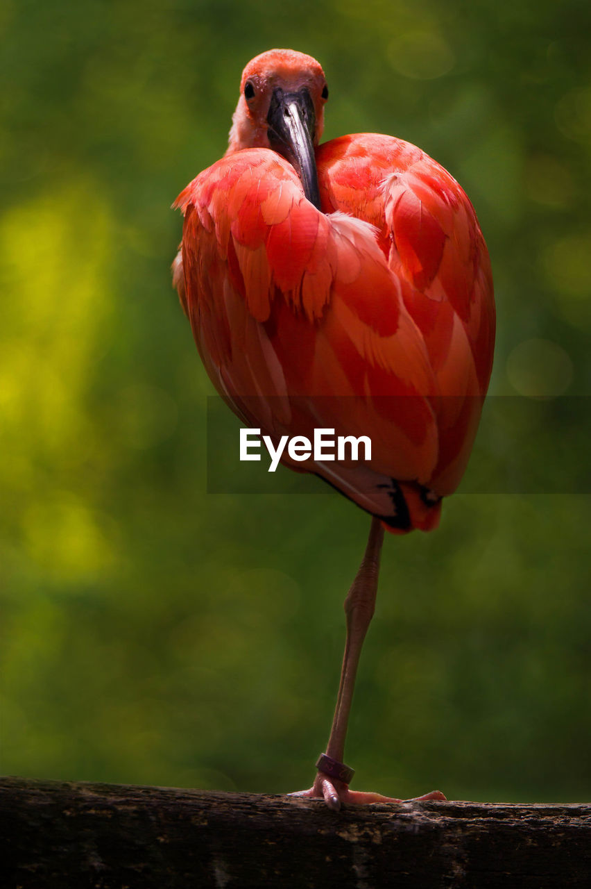 Glossy ibis standing on one leg