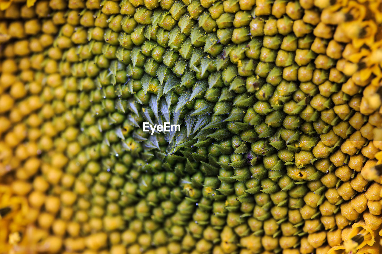 Full frame shot of sunflower seeds