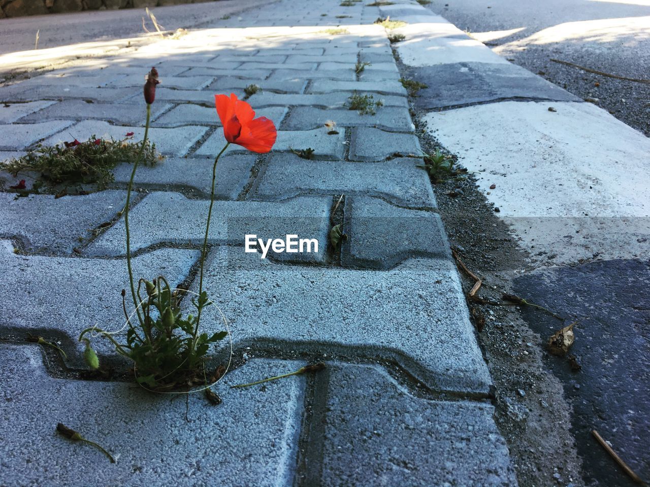 HIGH ANGLE VIEW OF RED FLOWER PLANT