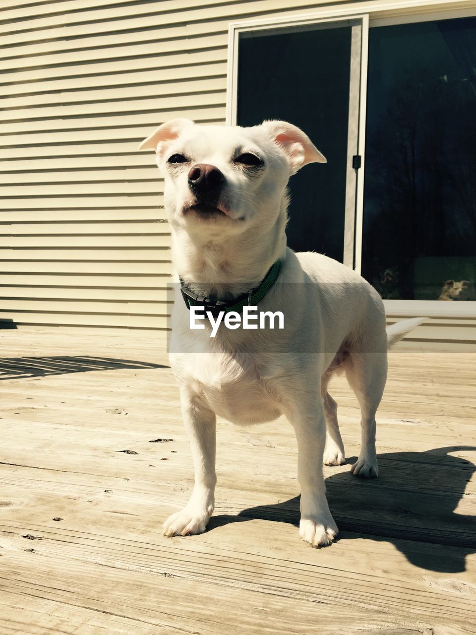 PORTRAIT OF DOG LOOKING AWAY AGAINST WALL