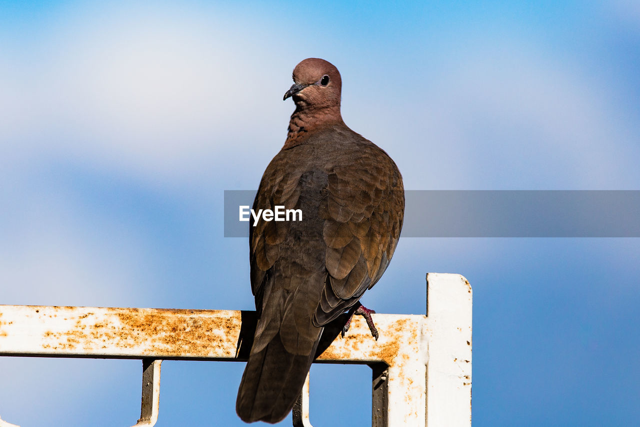 CLOSE-UP OF BIRD PERCHING AGAINST SKY