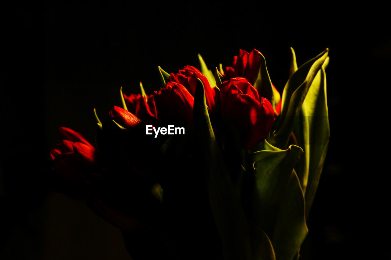 CLOSE-UP OF RED ROSES AGAINST BLACK BACKGROUND