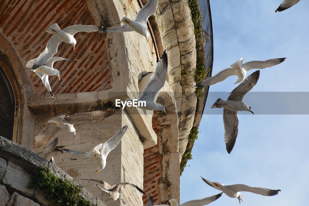 Low angle view of seagulls flying against built structure