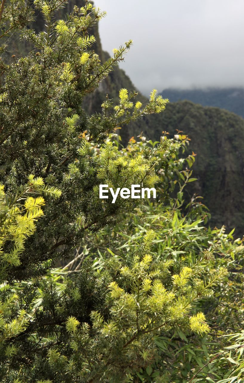 CLOSE-UP OF PLANT GROWING ON TREE
