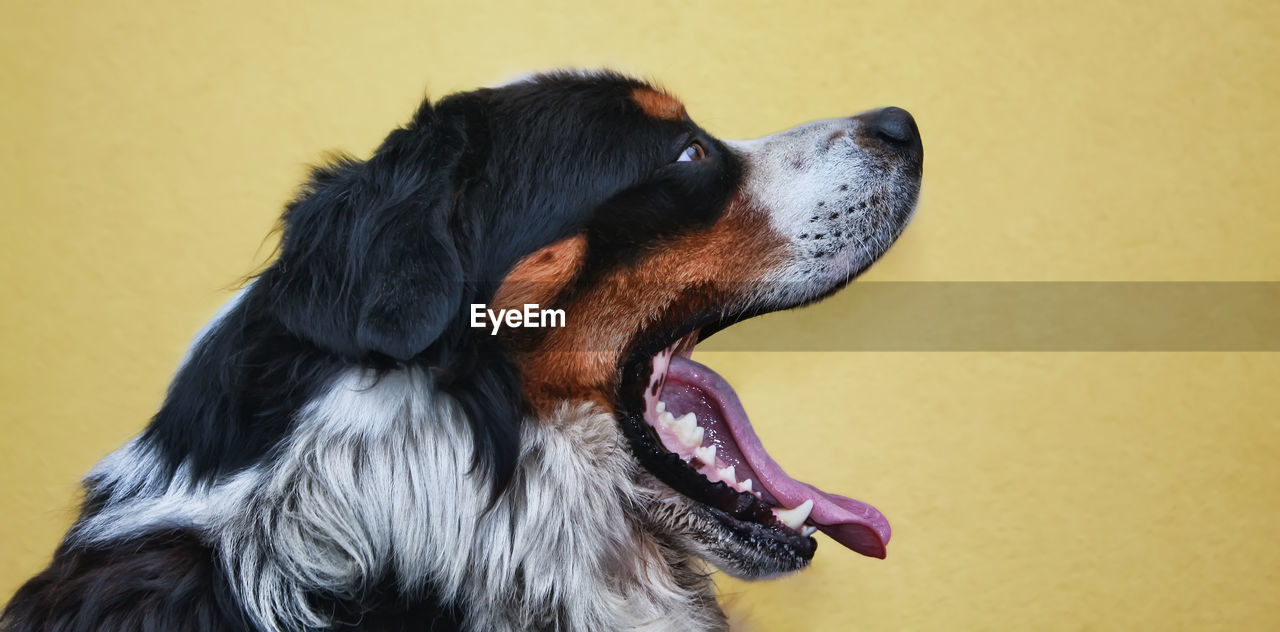 Close-up of dog yawning against black background