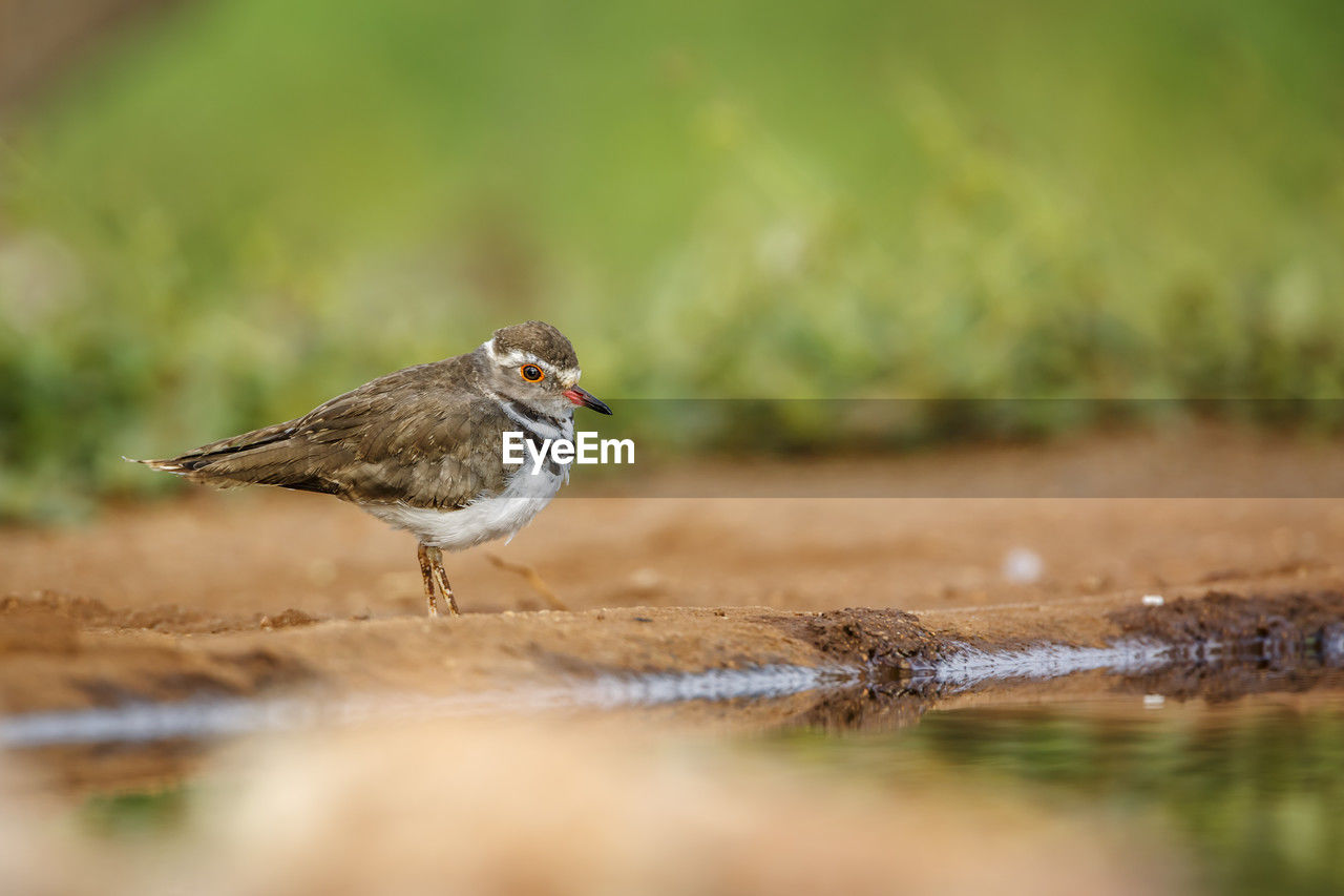 animal themes, animal, animal wildlife, bird, wildlife, one animal, nature, selective focus, surface level, sparrow, grass, full length, side view, beak, songbird, no people, close-up, lark, meadow, plain, day, house sparrow, copy space, outdoors, motion, sunbeam, field, plant, portrait, eating, environment, landscape, water, food and drink, food, sunlight, perching