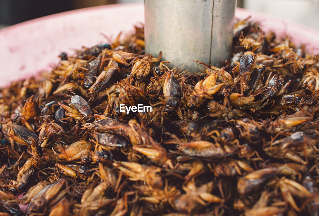 Heap of crickets for sale at market