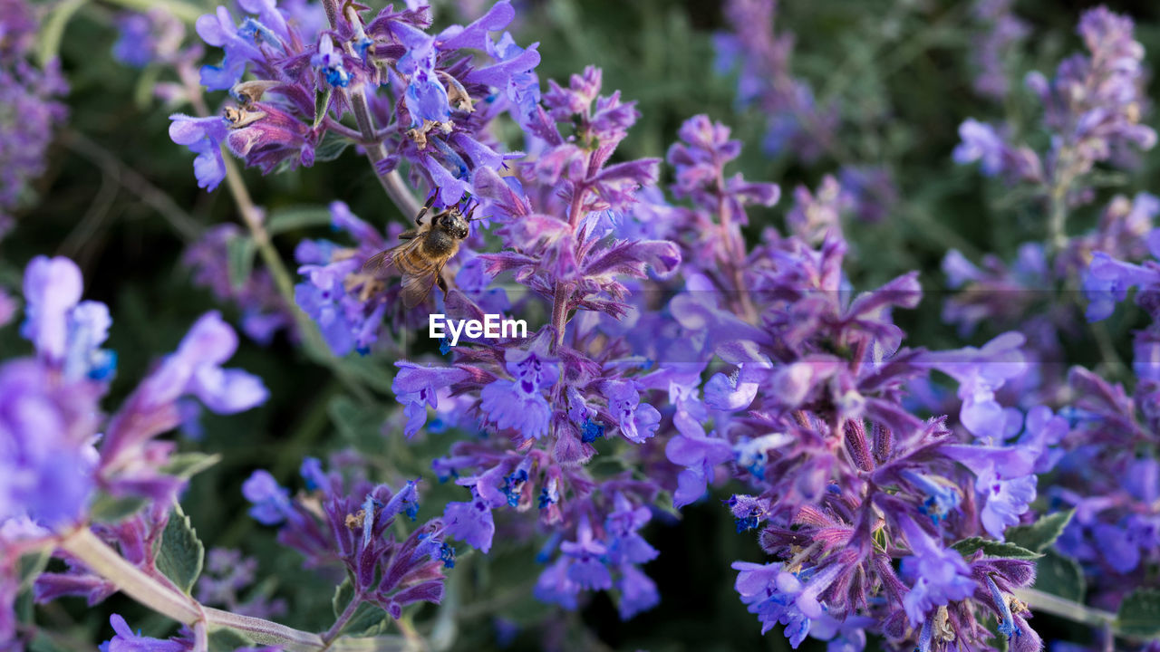 CLOSE-UP OF BEE ON PURPLE FLOWER