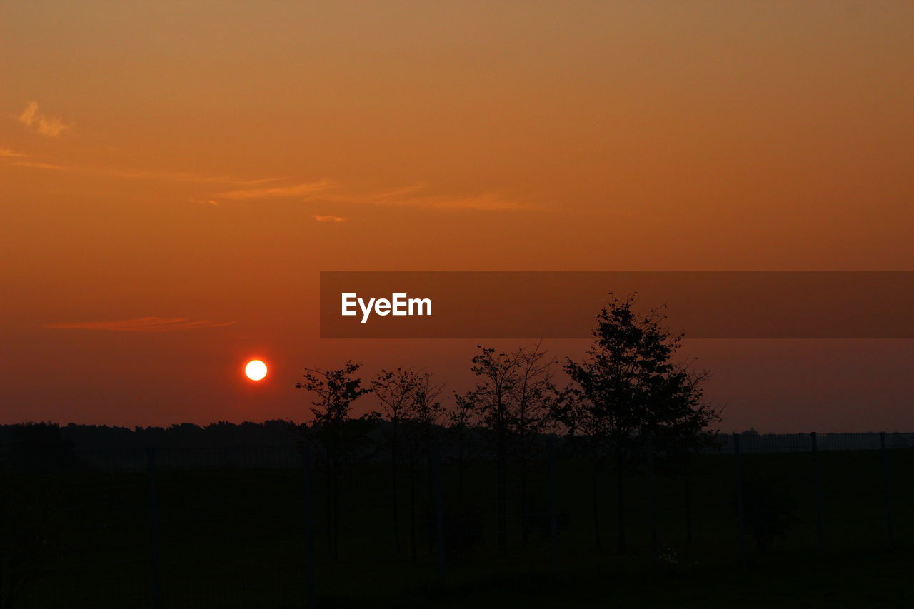 SILHOUETTE OF TREES AT SUNSET