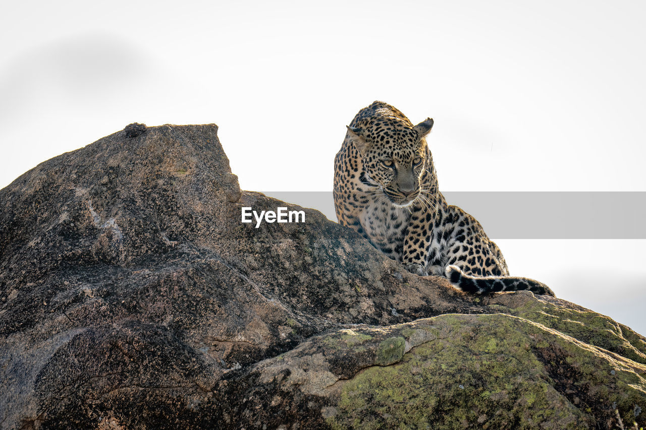 Leopard sits on rock with head lowered