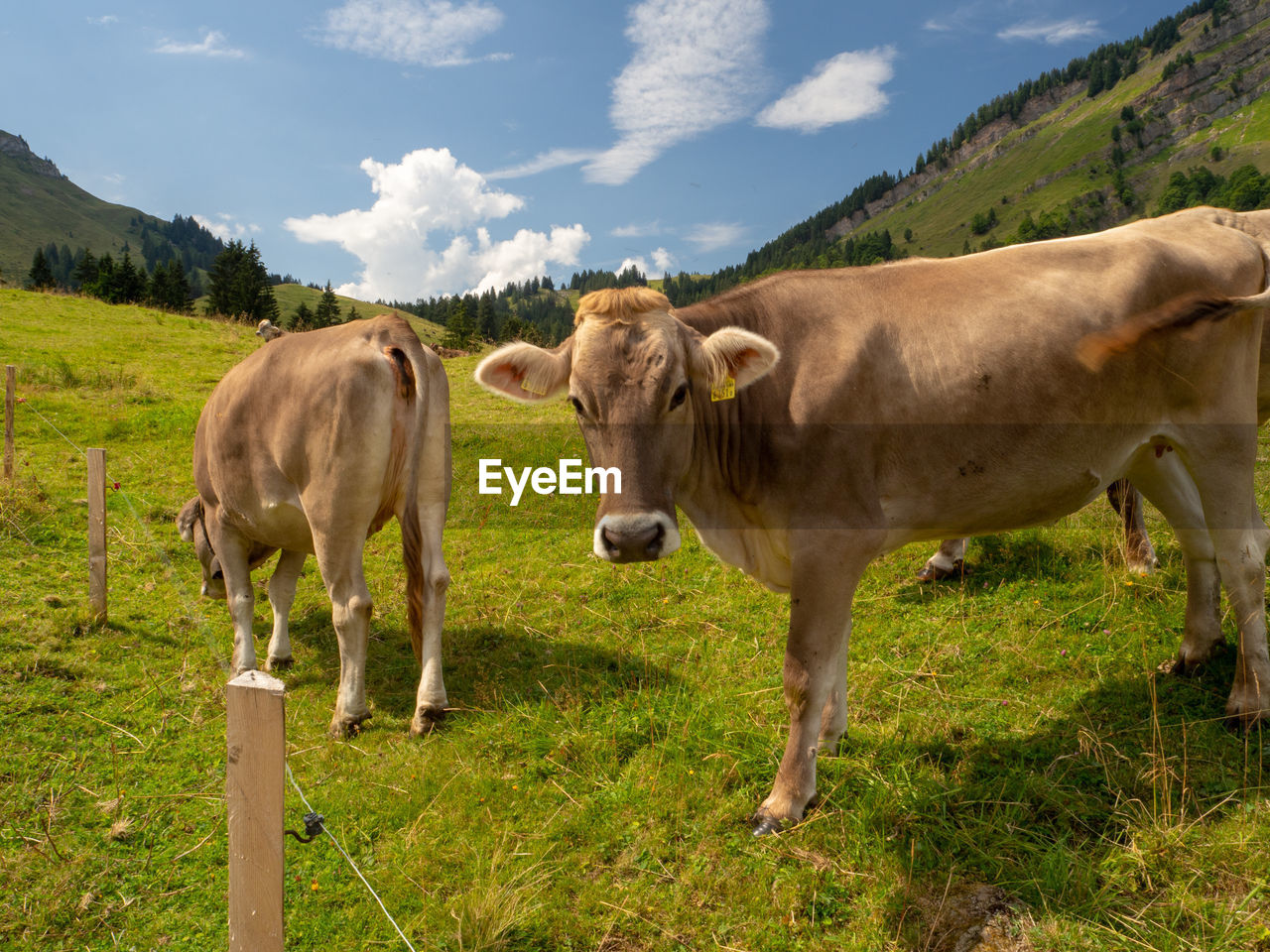 Swiss cows