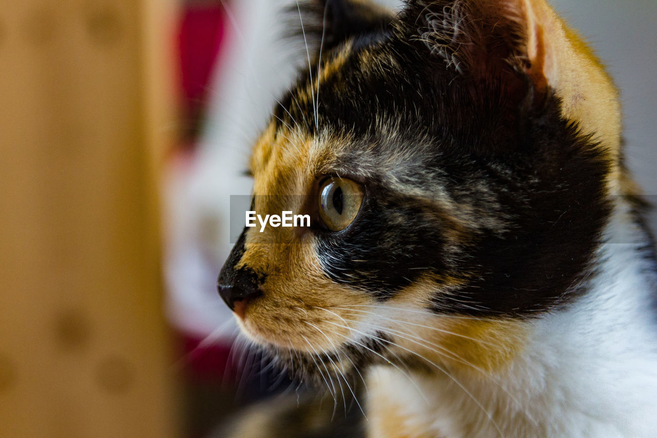 Close-up of a cat looking away