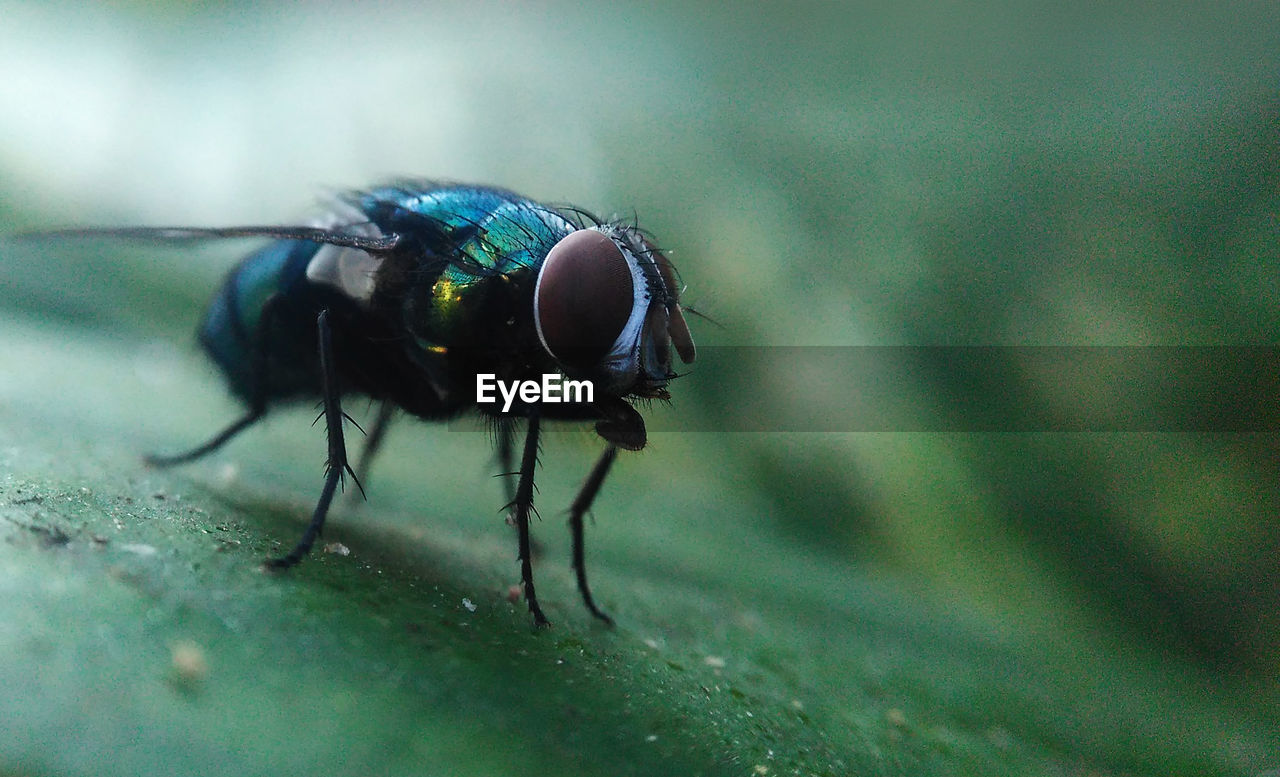 CLOSE-UP OF HOUSEFLY