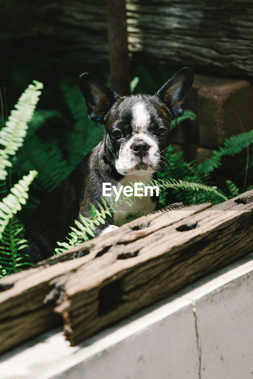 PORTRAIT OF A DOG ON ROCK