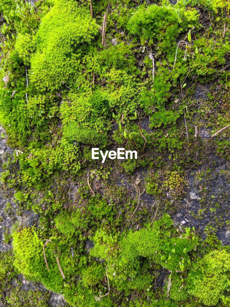 HIGH ANGLE VIEW OF MOSS GROWING ON TREE TRUNK