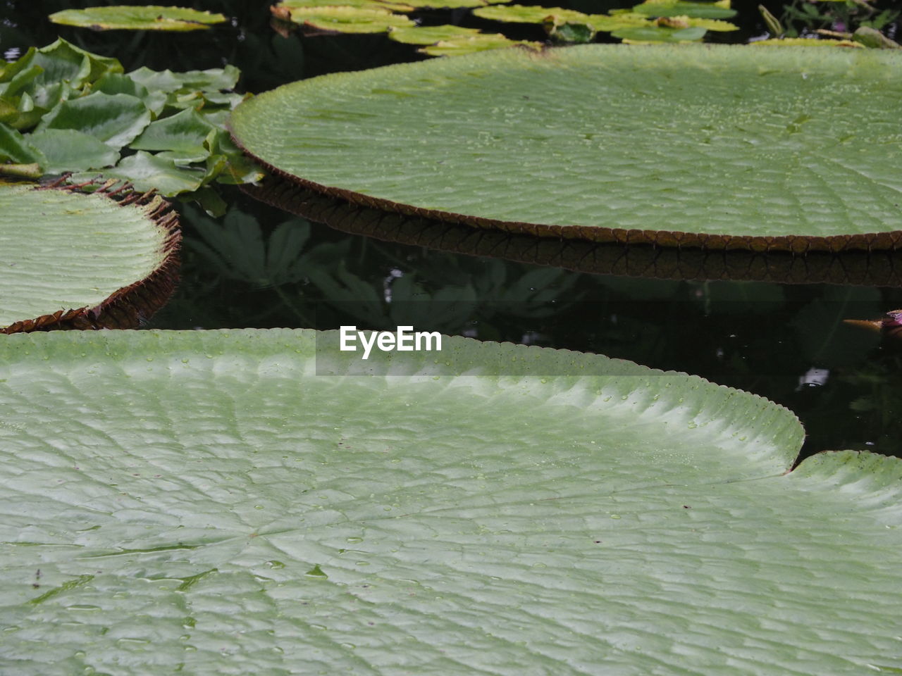 CLOSE-UP OF LOTUS WATER LILY FLOATING ON LAKE
