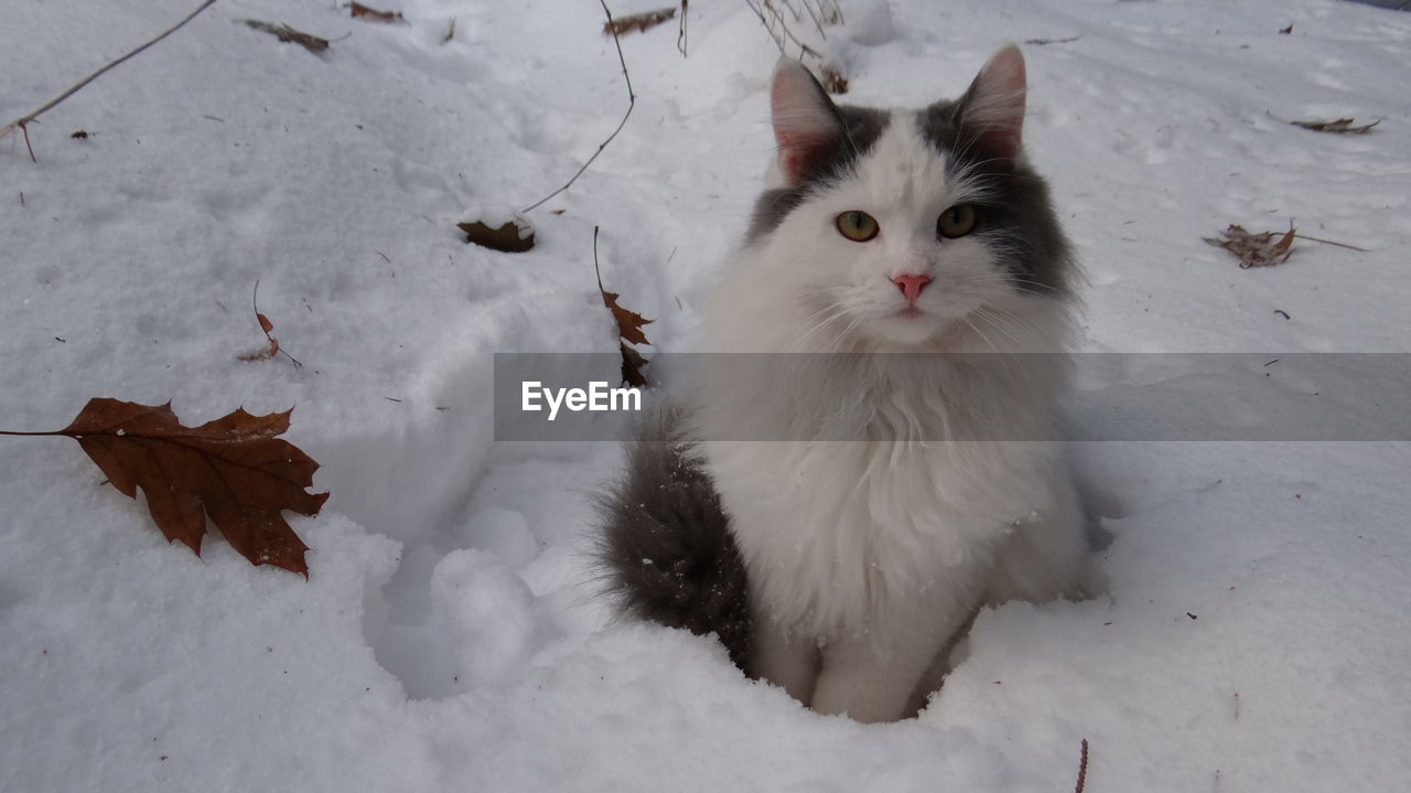 Portrait of white cat sitting on snow