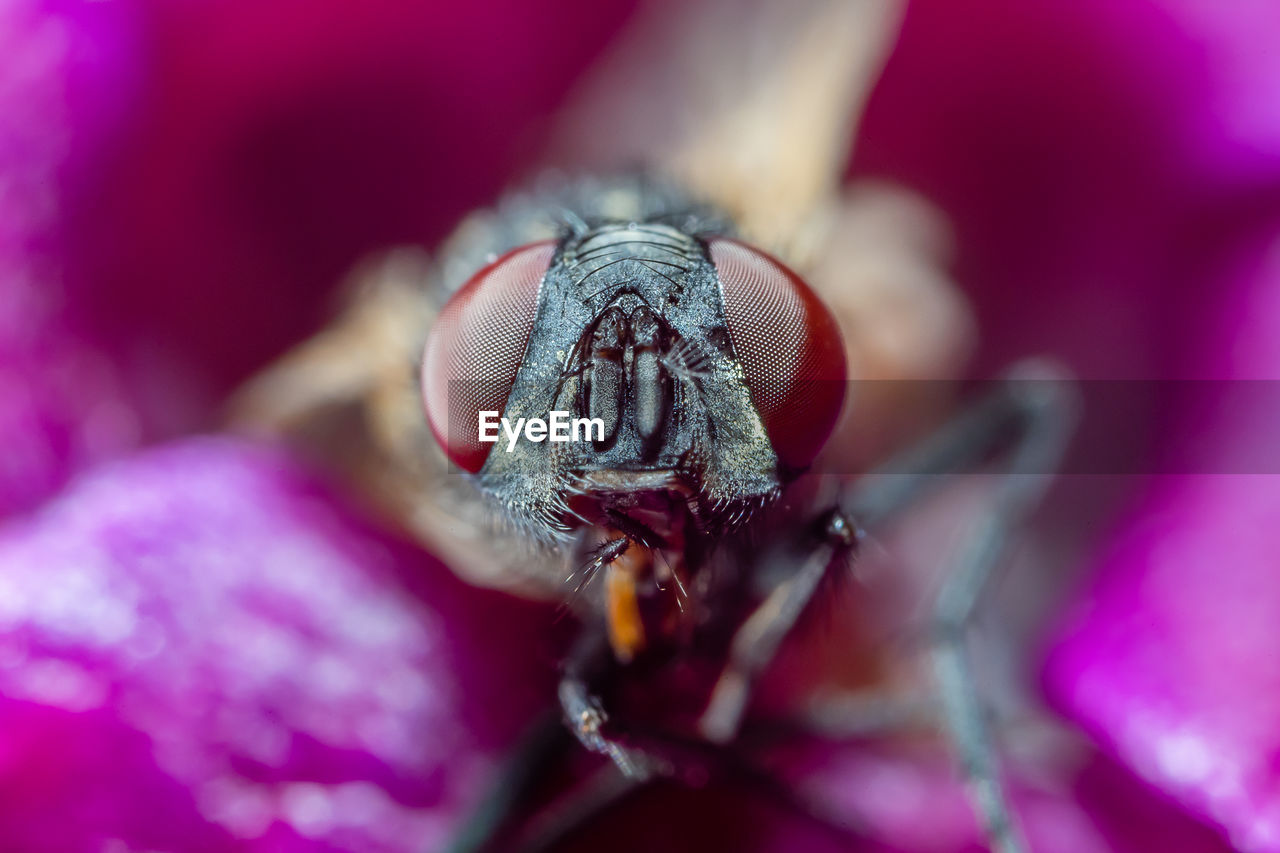 CLOSE-UP OF INSECT ON FLOWER