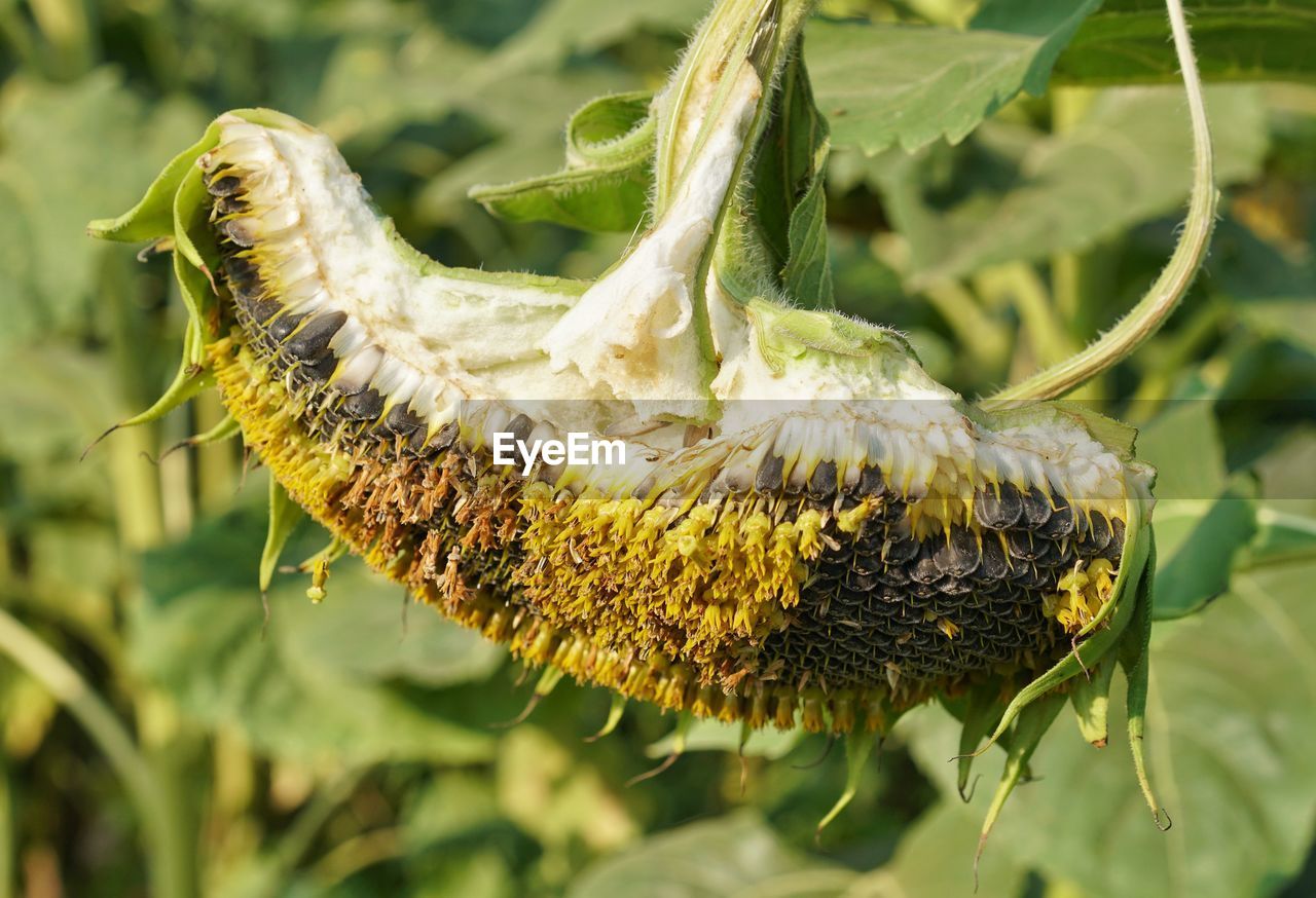 CLOSE-UP OF CATERPILLAR ON A LEAF