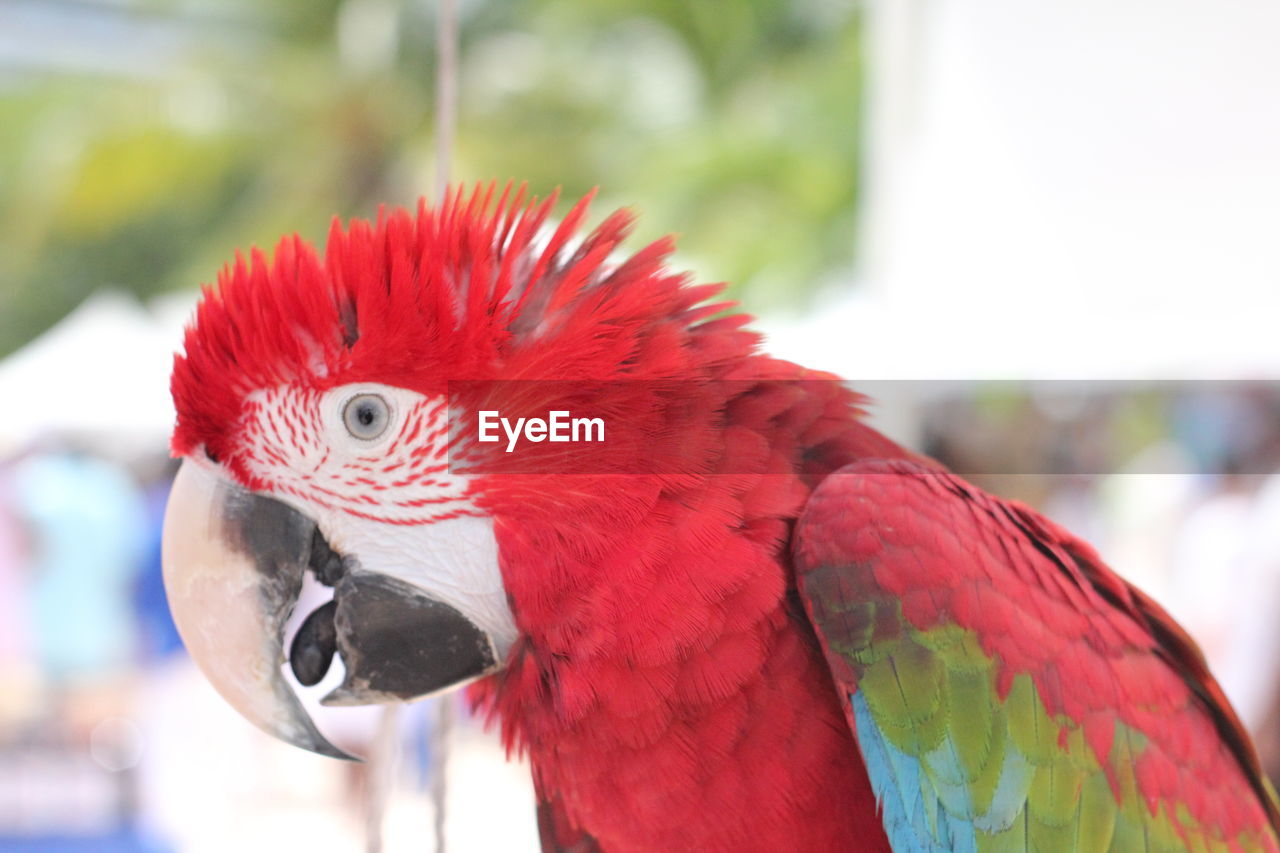 CLOSE-UP OF PARROT IN RED