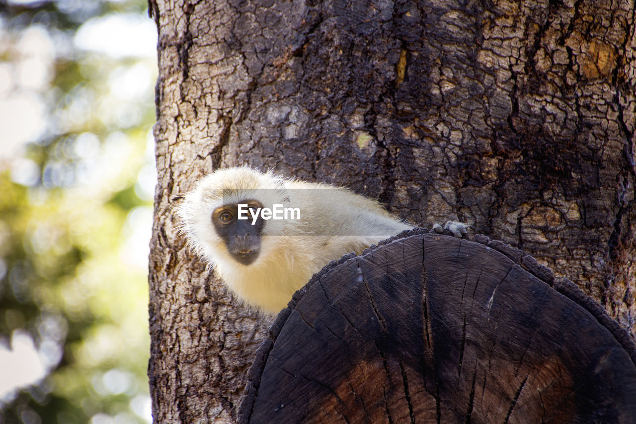 PORTRAIT OF MONKEY WITH TREE