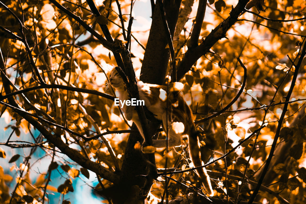 Low angle view of white golden stray cat perching on tree in autumn