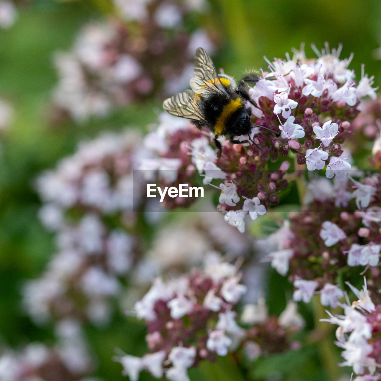 CLOSE-UP OF HONEY BEE POLLINATING ON FLOWER