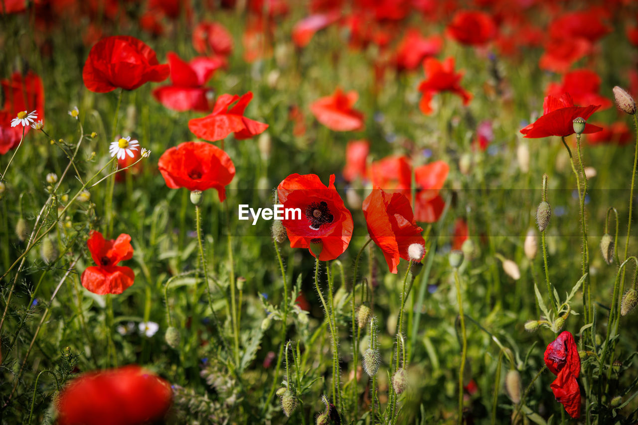 plant, red, flower, flowering plant, poppy, beauty in nature, freshness, nature, growth, field, land, close-up, fragility, petal, no people, meadow, flower head, grass, inflorescence, outdoors, day, wildflower, green, sunlight, landscape, focus on foreground, environment, selective focus, summer