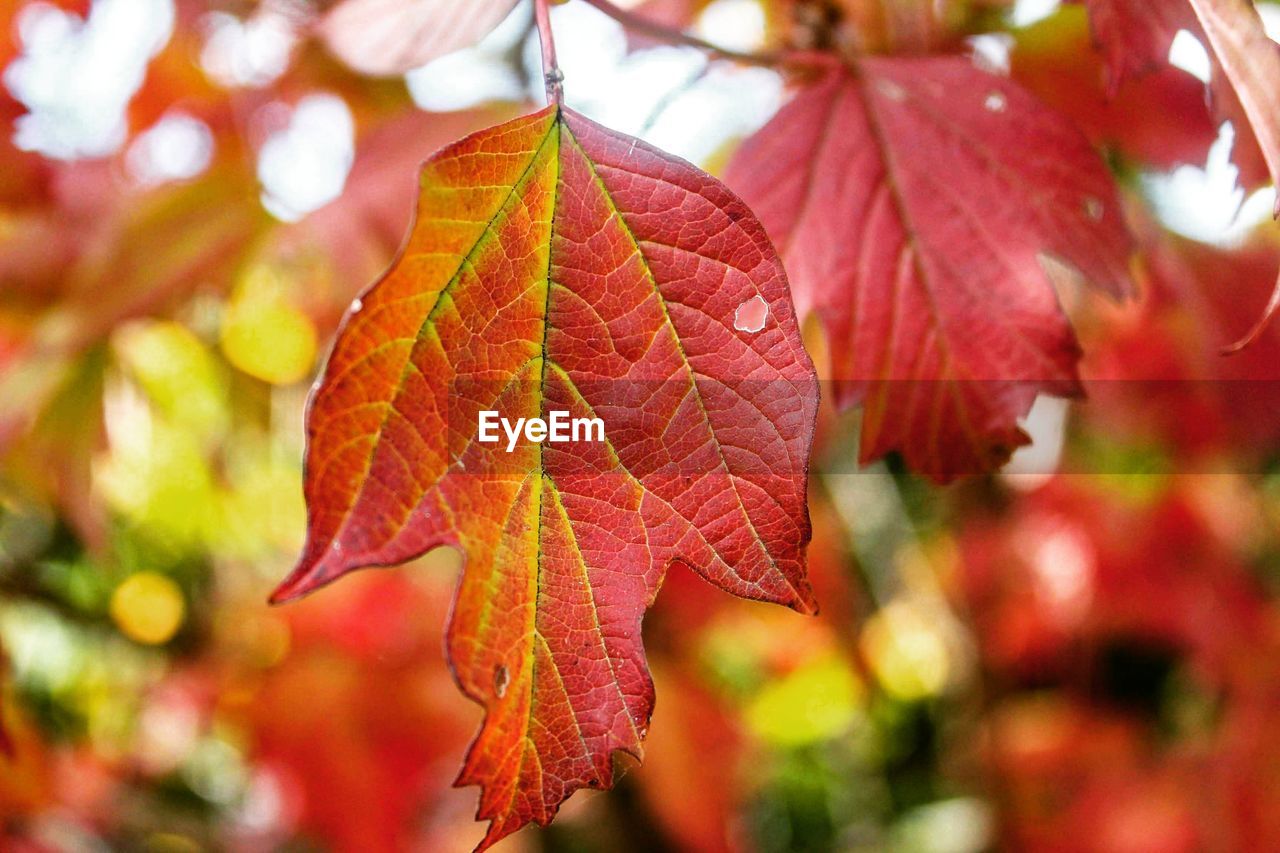 Close-up of autumnal leaves on tree